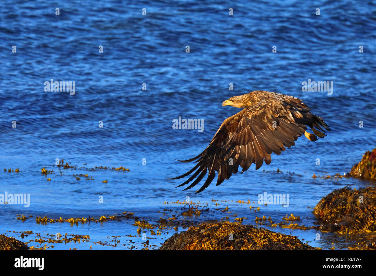 White-tailed sea eagle (Haliaeetus albicilla), capretti battenti al litorale, Norvegia, Penisola Varanger Foto Stock