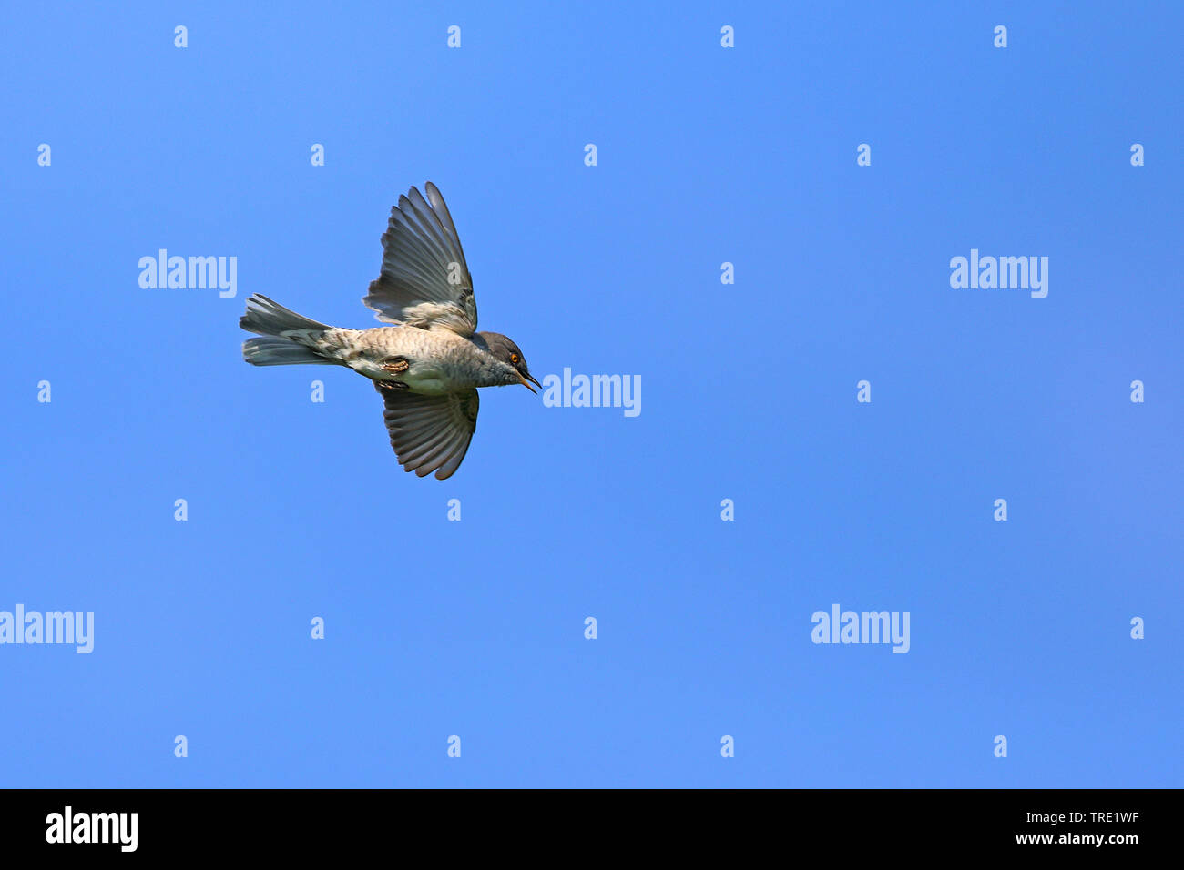 Bloccate trillo (Sylvia nisoria), flying maschio, Svezia, Oeland Foto Stock