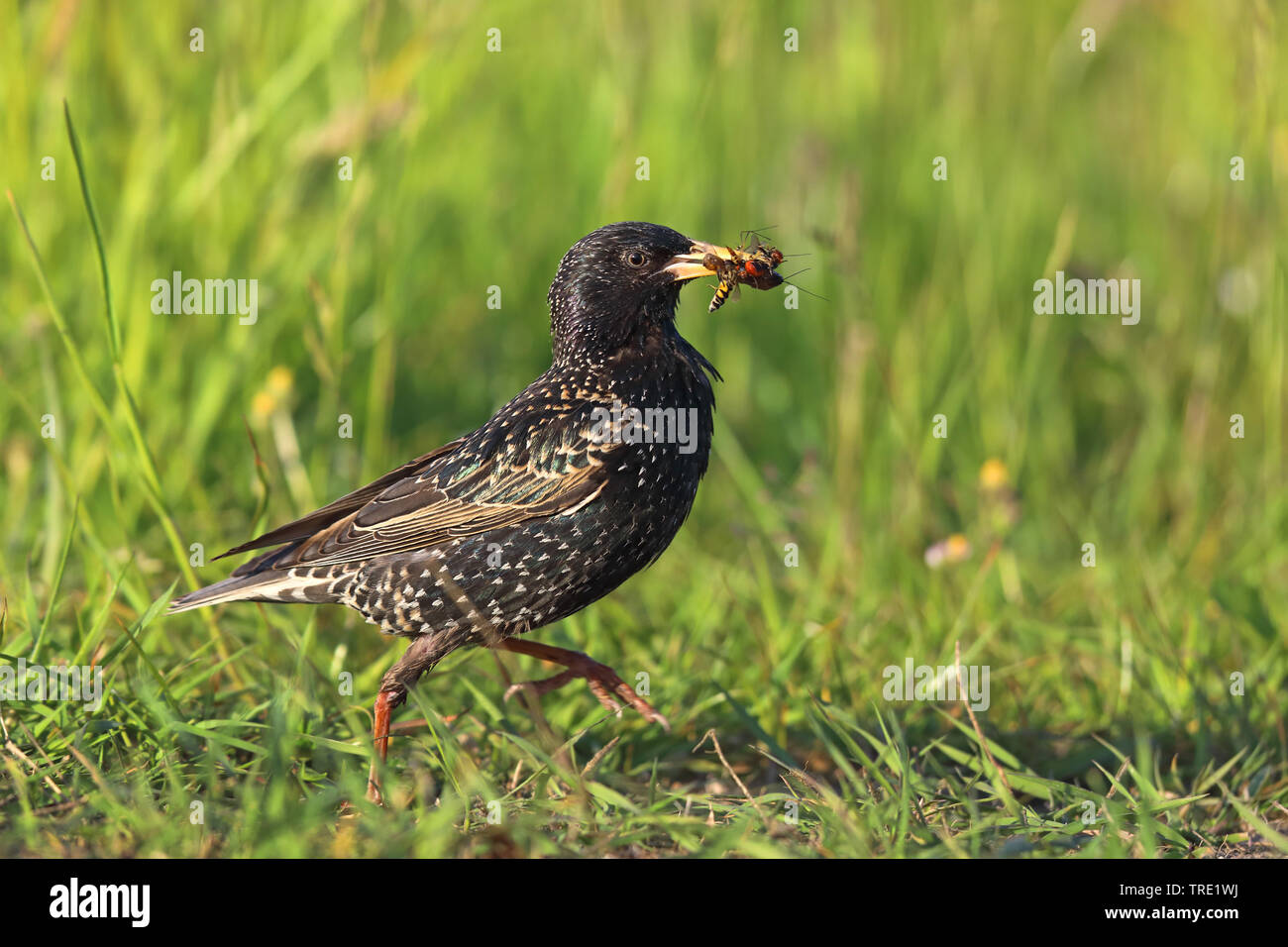 Starling comune (Sturnus vulgaris), con la presenza di insetti nel becco, Paesi Bassi, Frisia Foto Stock