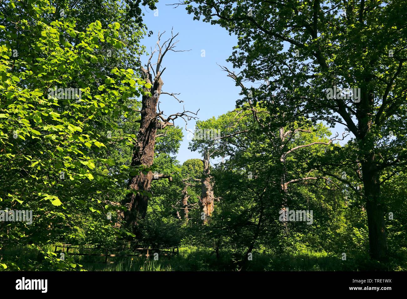 Comune di Quercia farnia, farnia (Quercus robur. Quercus pedunculata), morto oak, Svezia, Oeland, GFN Halltorps Hage Foto Stock