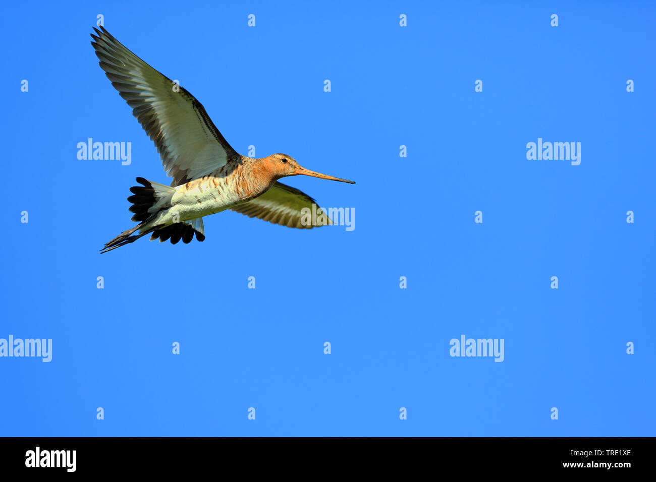 Nero-tailed godwit (Limosa limosa), in volo, Paesi Bassi, Frisia Foto Stock