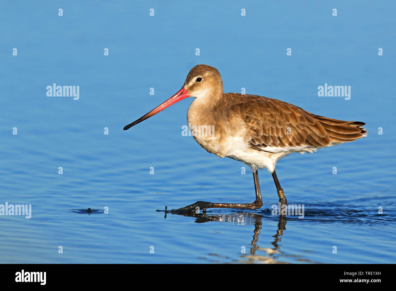 Nero-tailed godwit (Limosa limosa), in eclipse piumaggio, Spagna, Andalusia, Sanlucar de Barrameda Foto Stock