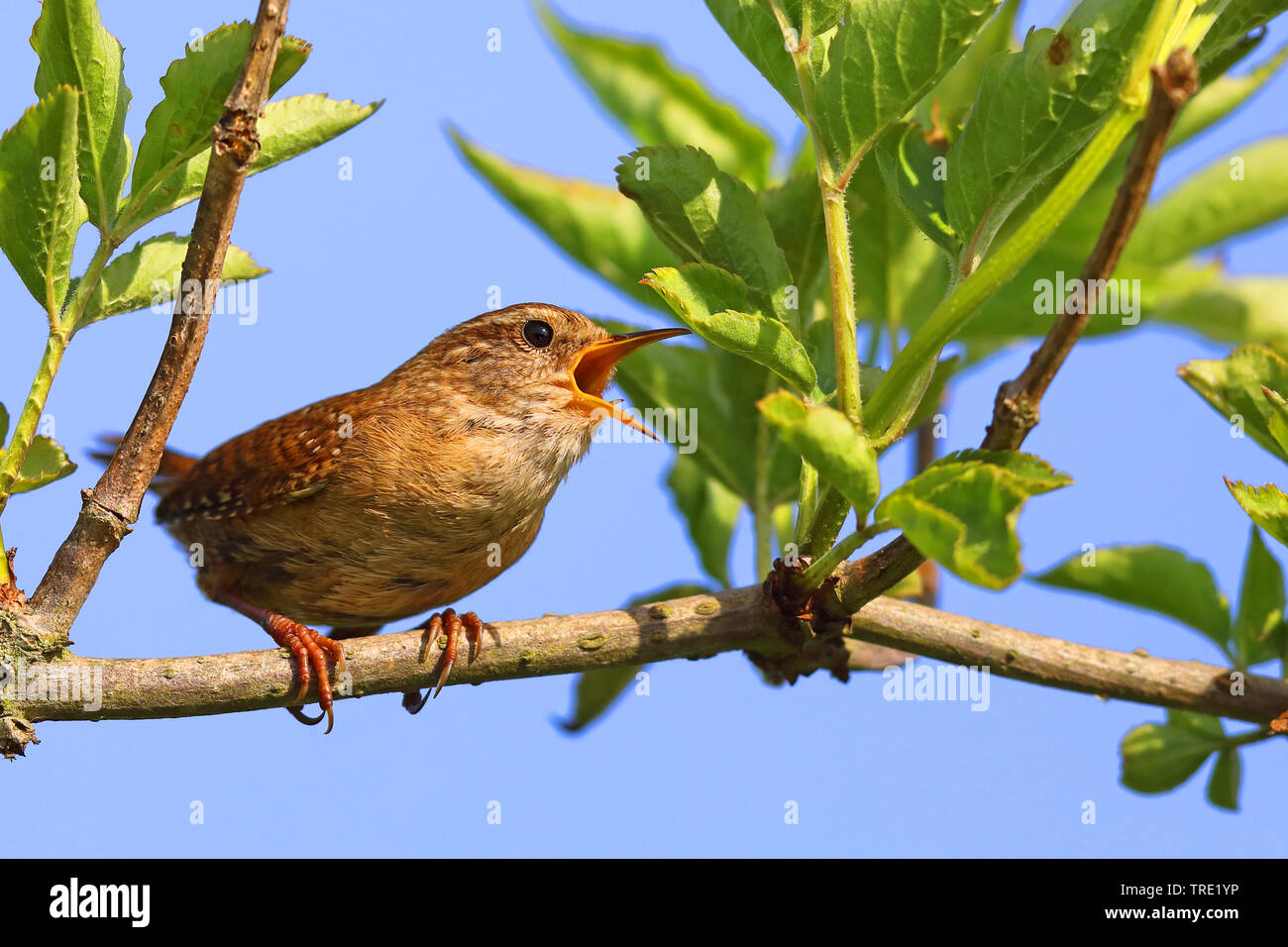 Eurasian wren, Northern wren (Troglodytes troglodytes), canta maschile, Paesi Bassi, Frisia Foto Stock