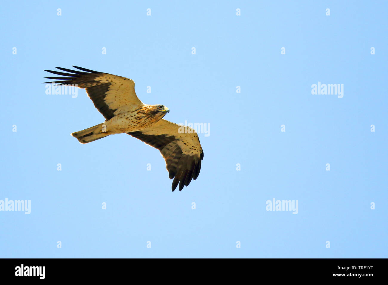 Avviato eagle (Hieraaetus pennatus), in volo, luce morph, Andalusia Foto Stock