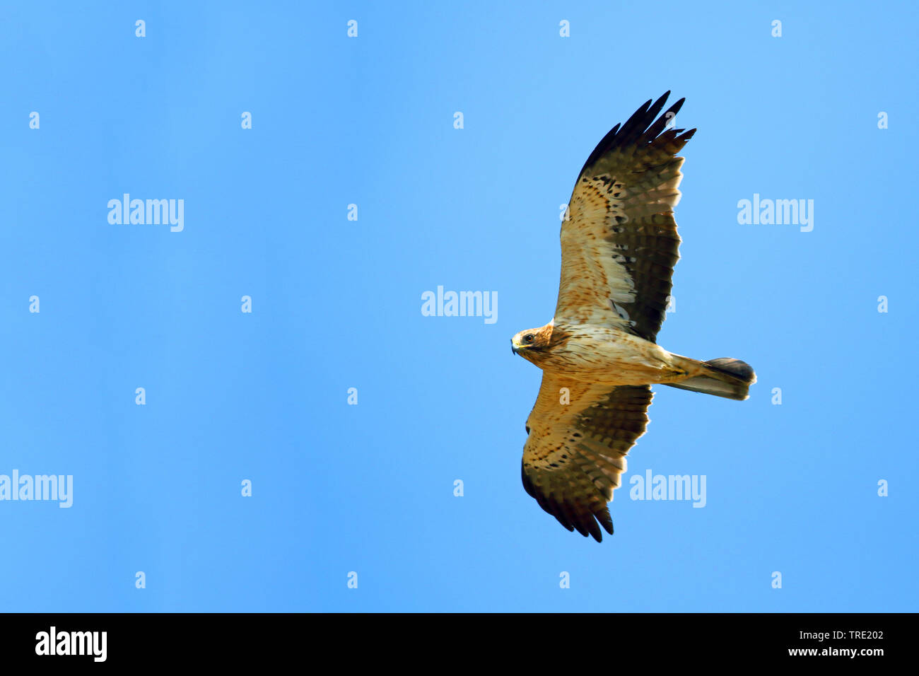 Avviato eagle (Hieraaetus pennatus), in volo, luce morph, Andalusia Foto Stock