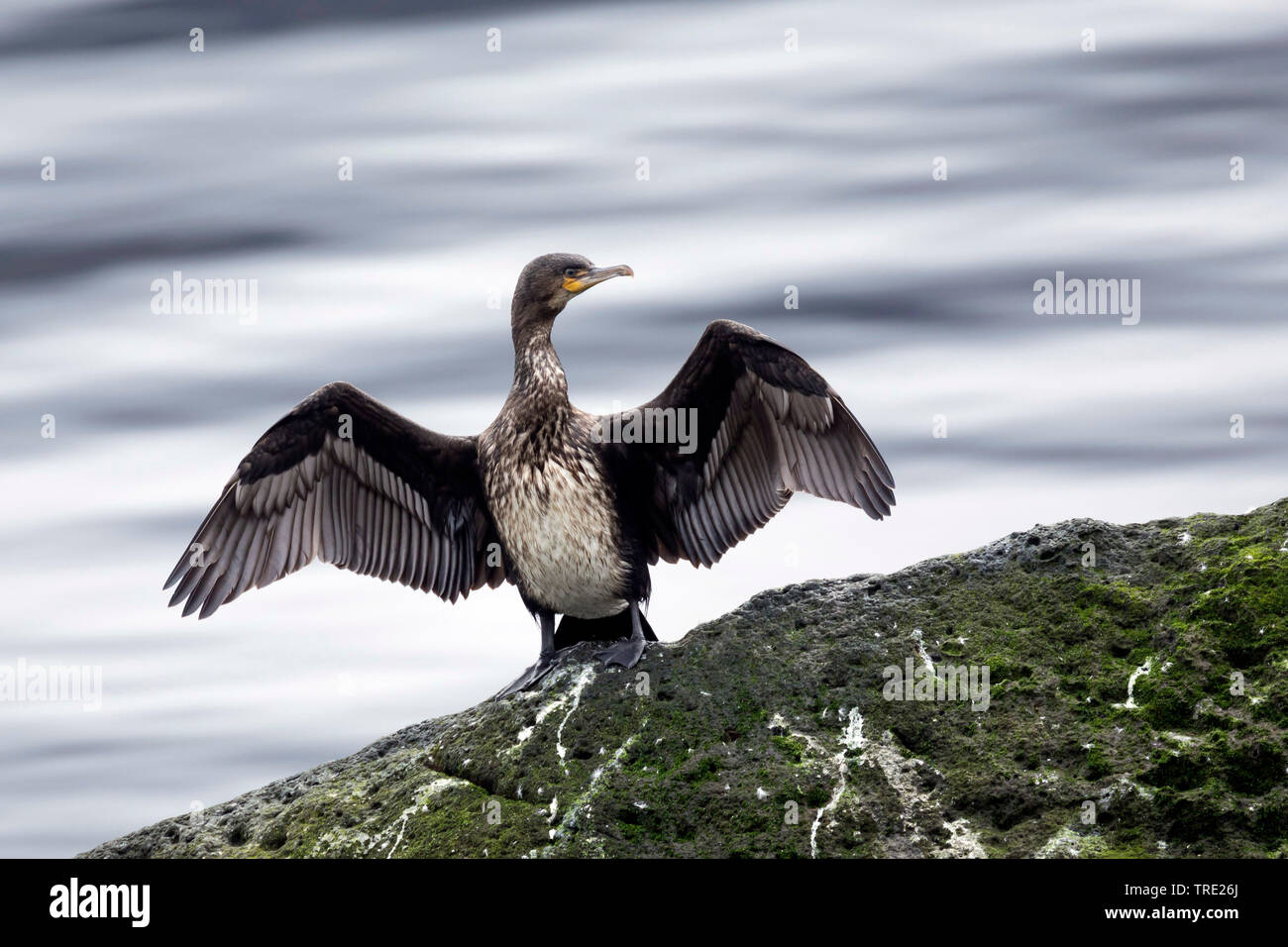 Cormorano (Phalacrocorax carbo), asciugando le sue ali su una roccia, Islanda Foto Stock