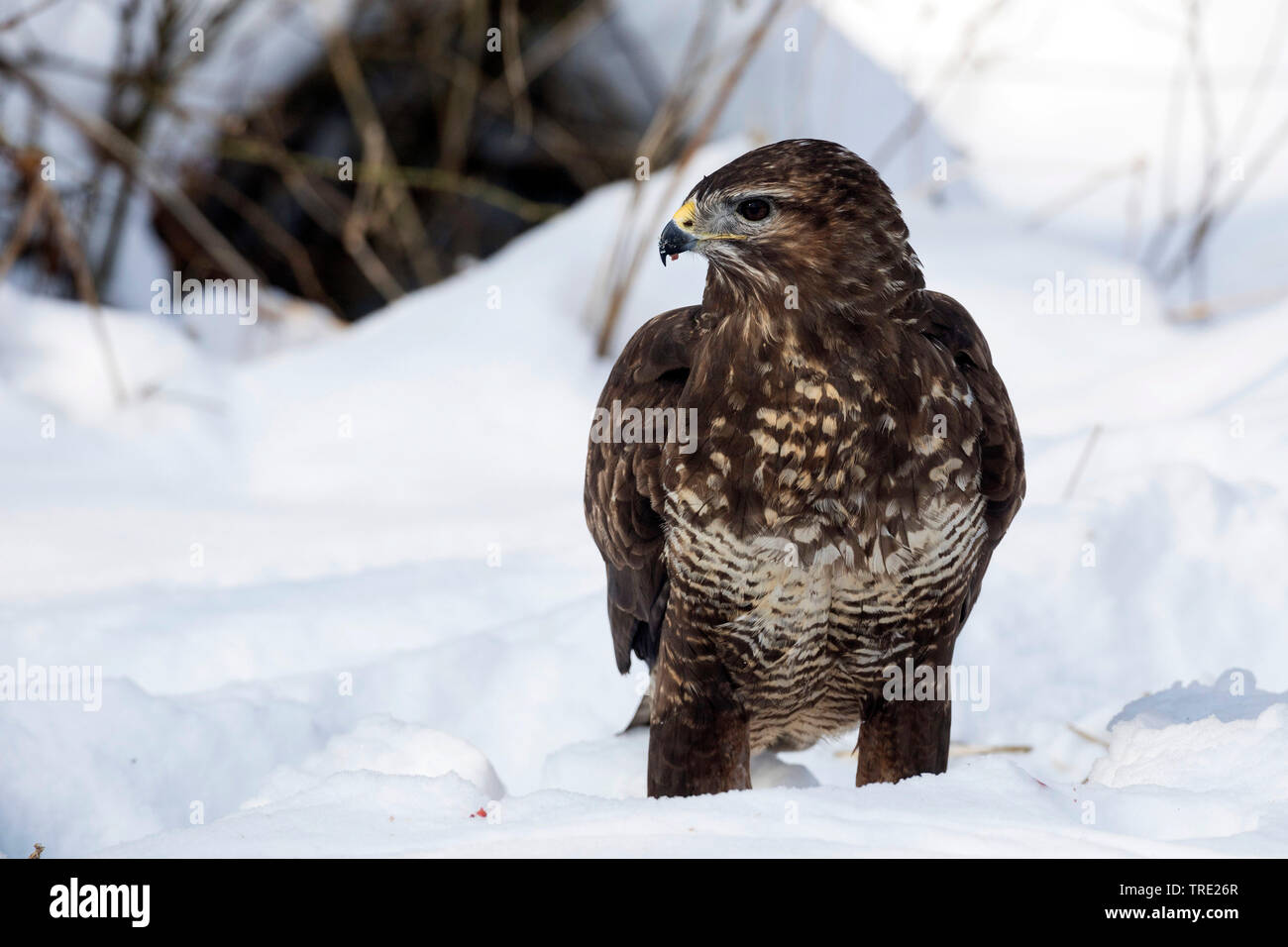 Eurasian poiana (Buteo buteo), appollaiate nella neve, Germania Foto Stock