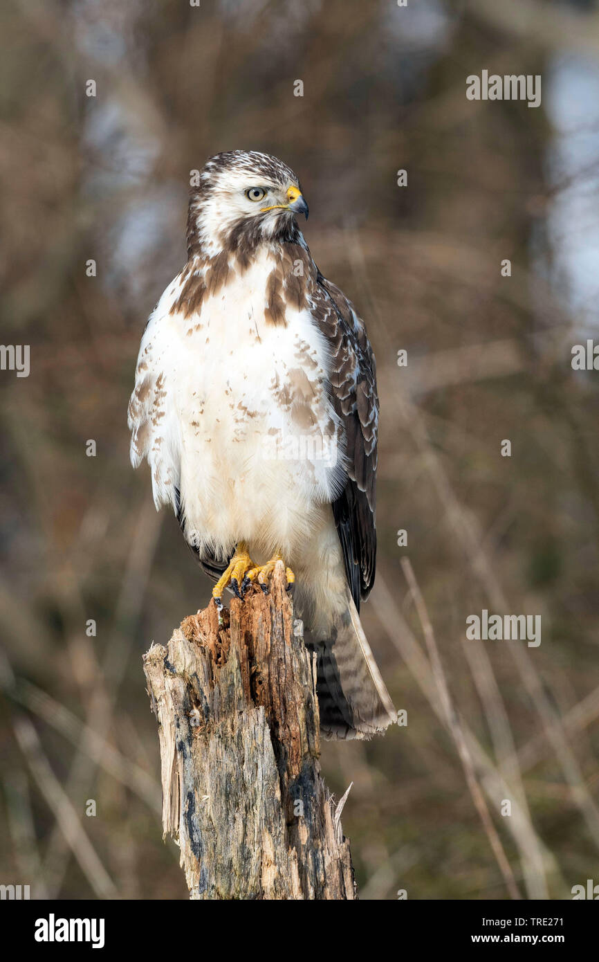 Eurasian poiana (Buteo buteo), appollaiate su un albero morto il moncone, vista frontale, Germania Foto Stock