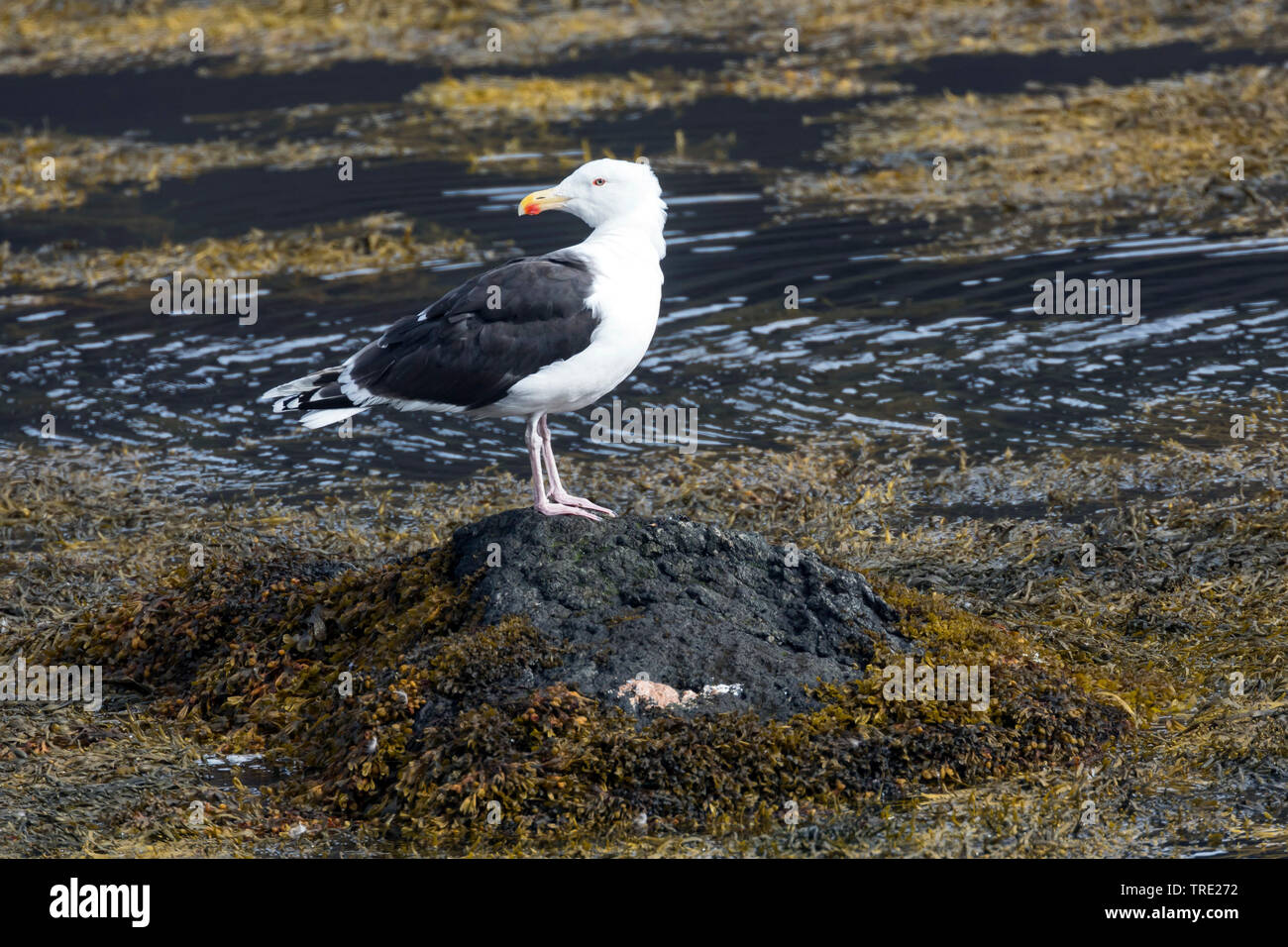 Maggiore nero-backed gull (Larus marinus), seduto da the Waterside, Islanda Foto Stock