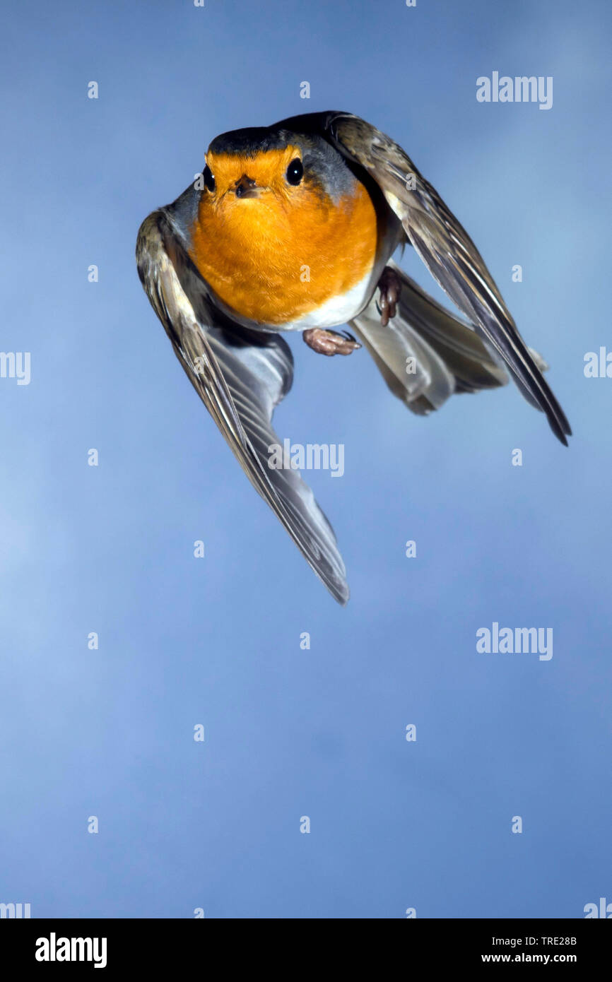 Unione robin (Erithacus rubecula), in volo, Germania Foto Stock