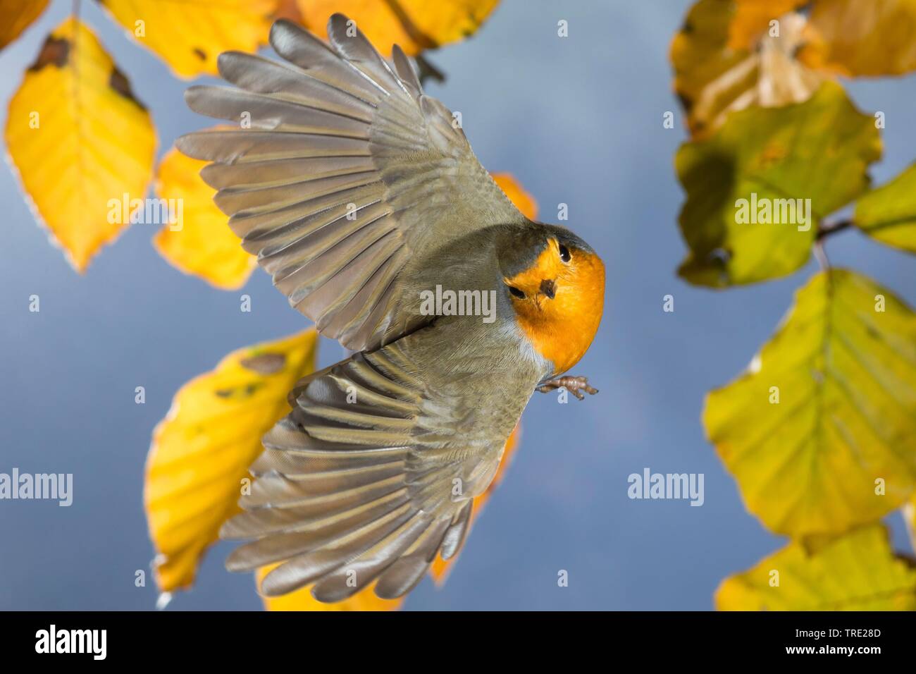 Unione robin (Erithacus rubecula), in volo, Germania Foto Stock