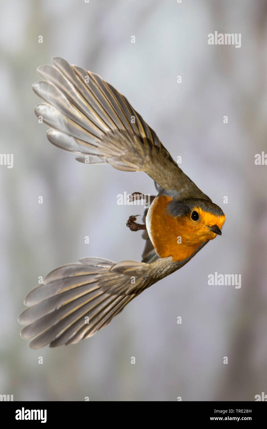 Unione robin (Erithacus rubecula), in volo, Germania Foto Stock