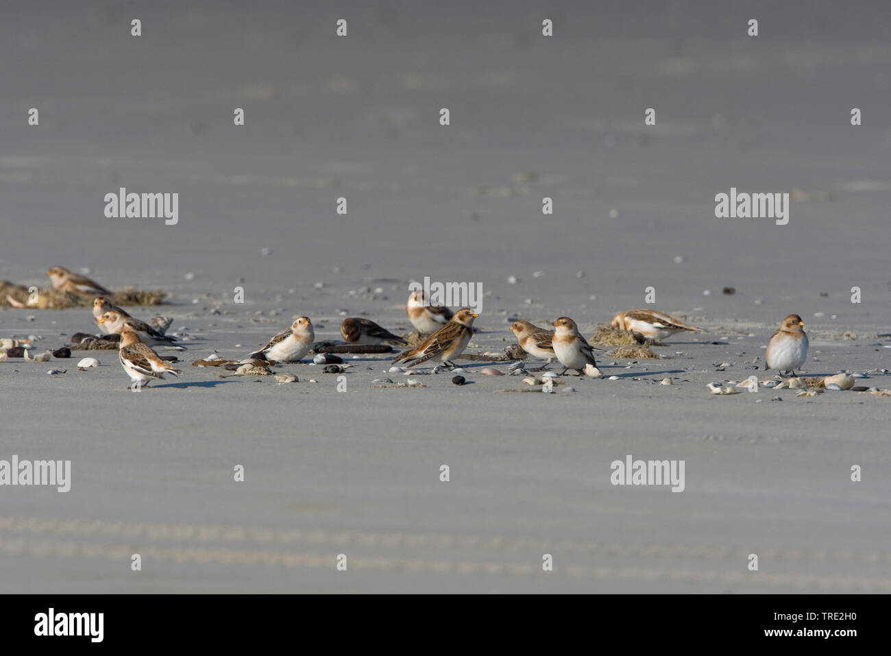 Snow bunting (Plectrophenax nivalis), gruppo sul marchio di marea, Paesi Bassi, Terschelling Foto Stock