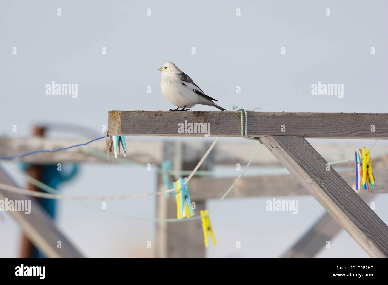 Snow bunting (Plectrophenax nivalis), maschio su linee di abbigliamento con clothespins, Norvegia, Varangerfjord Foto Stock