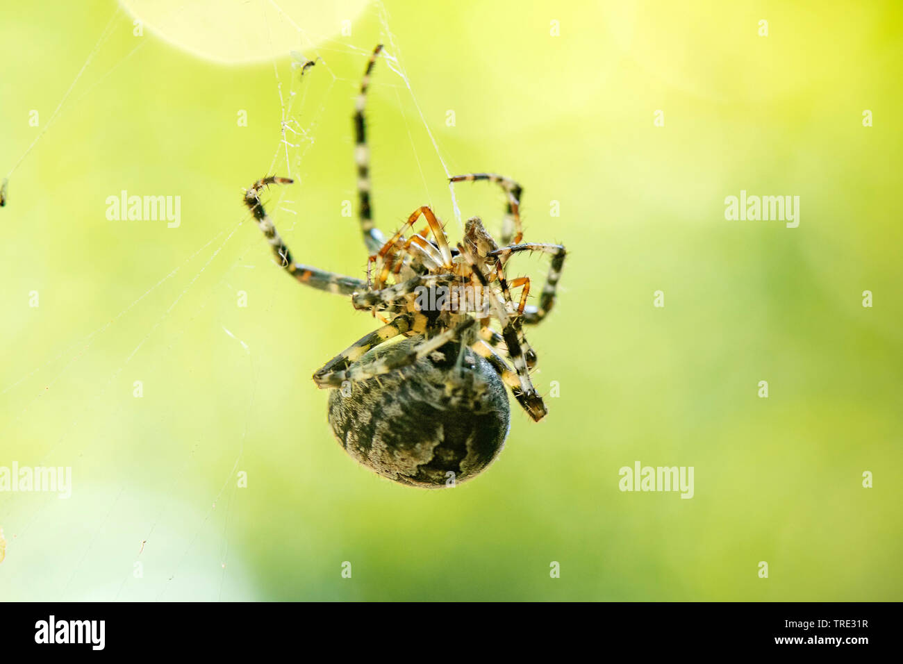 Croce orbweaver, giardino europeo spider, cross spider (Araneus diadematus) di accoppiamento di ragni, in Germania, in Renania settentrionale-Vestfalia Foto Stock