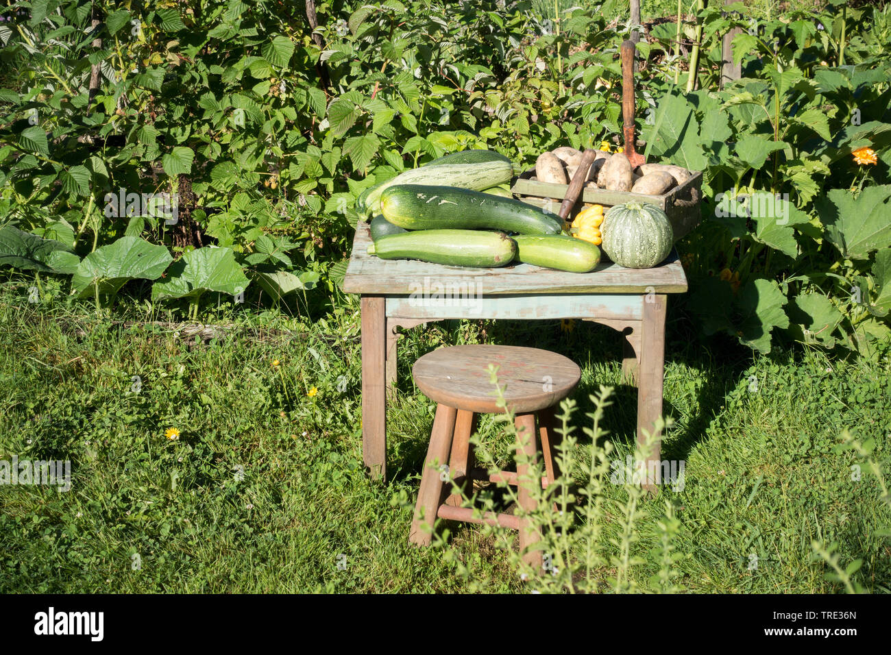 Zucchine Zucchine (Cucurbita pepo var. giromontiia, Cucurbita pepo subsp. pepo convar. giromontiina), raccolte zucchini zucca e patate nel giardino, Germania Foto Stock