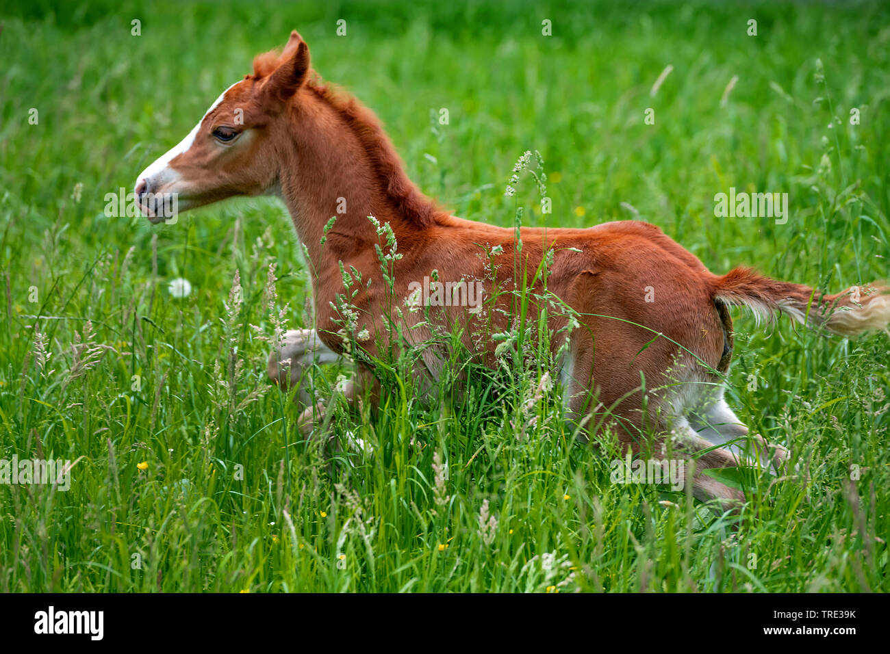 Il gallese e il cob pony (Equus przewalskii f. caballus), passeggiate pony puledro su erba alta vista laterale, in Germania, in Renania settentrionale-Vestfalia Foto Stock