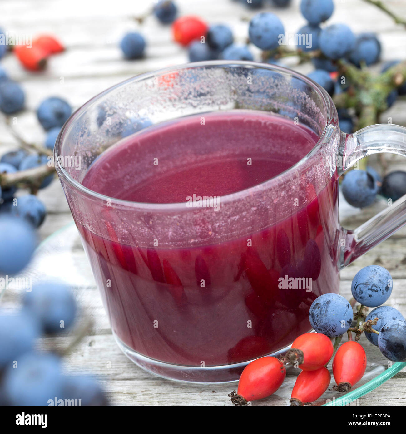 Prugnolo, sloe (Prunus spinosa, grappolo fatto da prugnolo e frutti della rosa canina, Germania Foto Stock