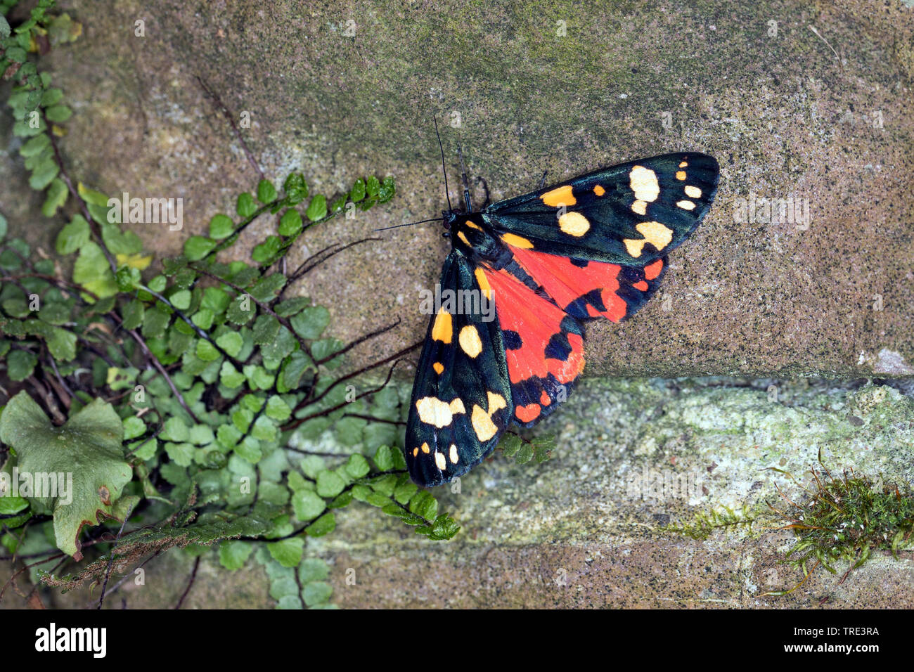 Scarlet tiger (Callimorpha dominula, Panaxia dominula), seduta in corrispondenza di una parete, vista da sopra, Germania Foto Stock