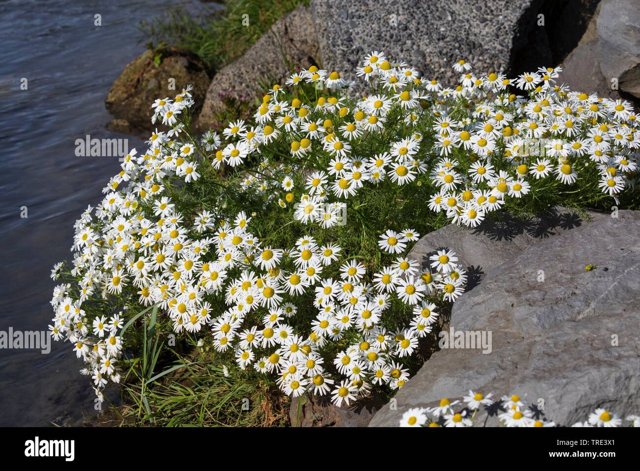 Senza profumo mayweed, senza profumo camomilla (Tripleurospermum maritimum), fioritura, Islanda Foto Stock
