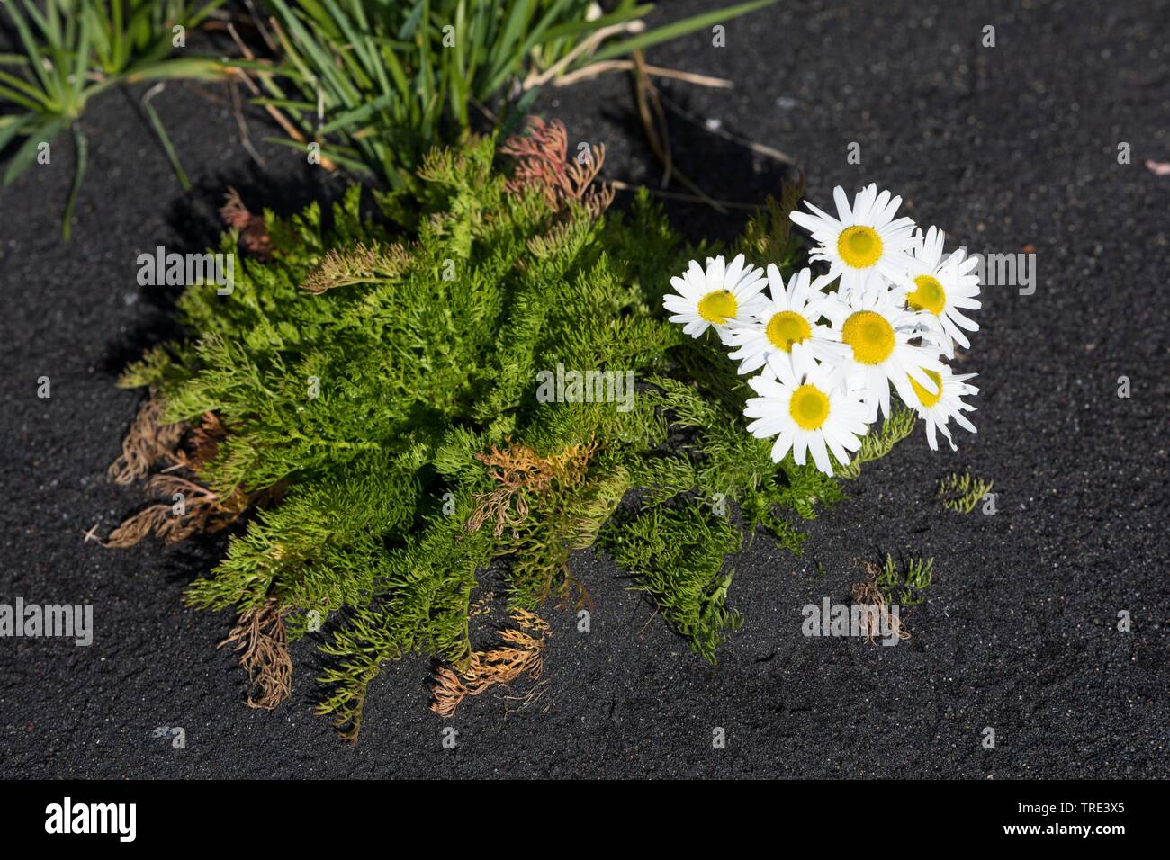 Senza profumo mayweed, senza profumo camomilla (Tripleurospermum maritimum), fioritura, Islanda Foto Stock