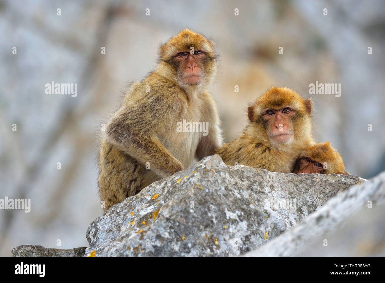Barberia ape, barbary macaque (Macaca sylvanus), tre macachi seduti insieme su una roccia, Regno Unito, Inghilterra, Gibilterra Foto Stock