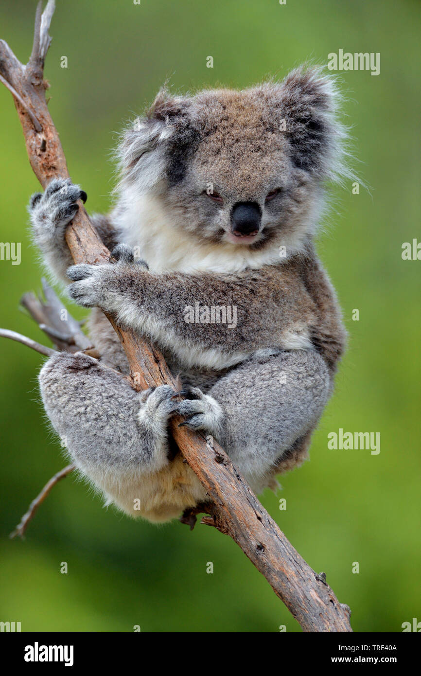 Il koala, koala bear (Phascolarctos cinereus), su un ramo, Australia Foto Stock