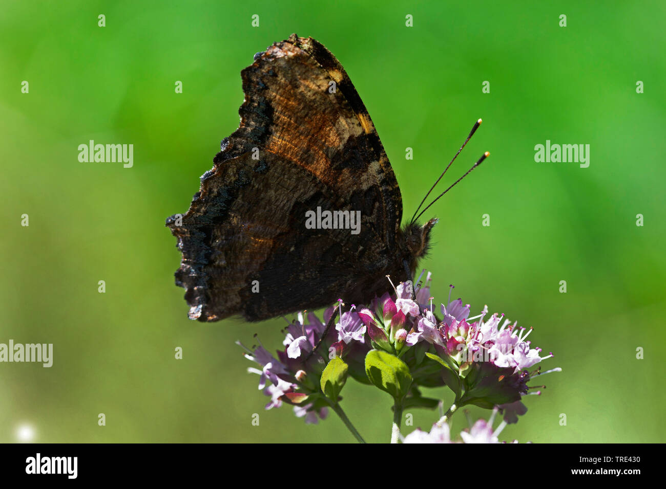 Grande tartaruga, tale malattia tartaruga (Nymphalis polychloros, Vanessa polychloros), vista laterale, in Germania, in Baviera Foto Stock