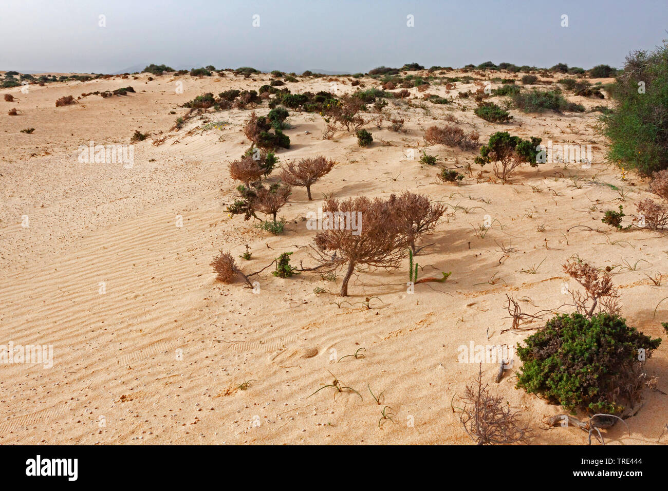 Dune nel deserto di Fuerteventura Isole Canarie Fuerteventura Foto Stock