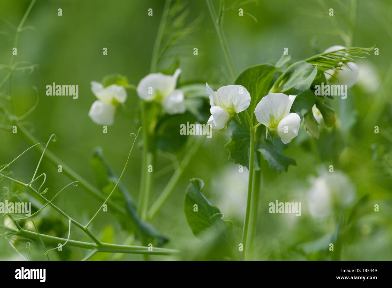 Pisello (Pisum sativum), che fiorisce in un campo, Germania Foto Stock