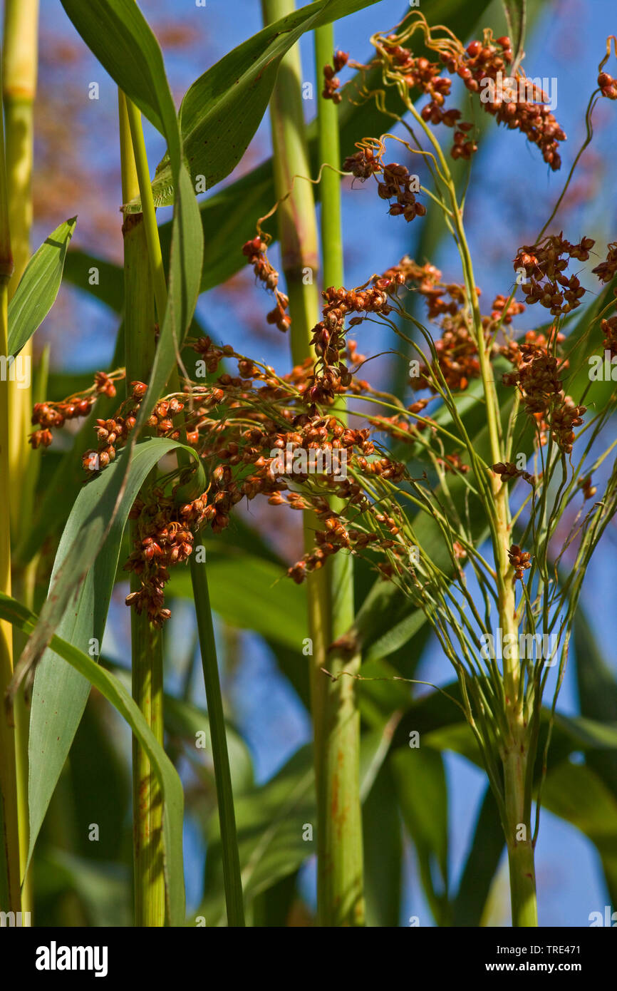 L'erba di Johnson, sorgo (Sorghum halepense), la fruttificazione, Germania Foto Stock