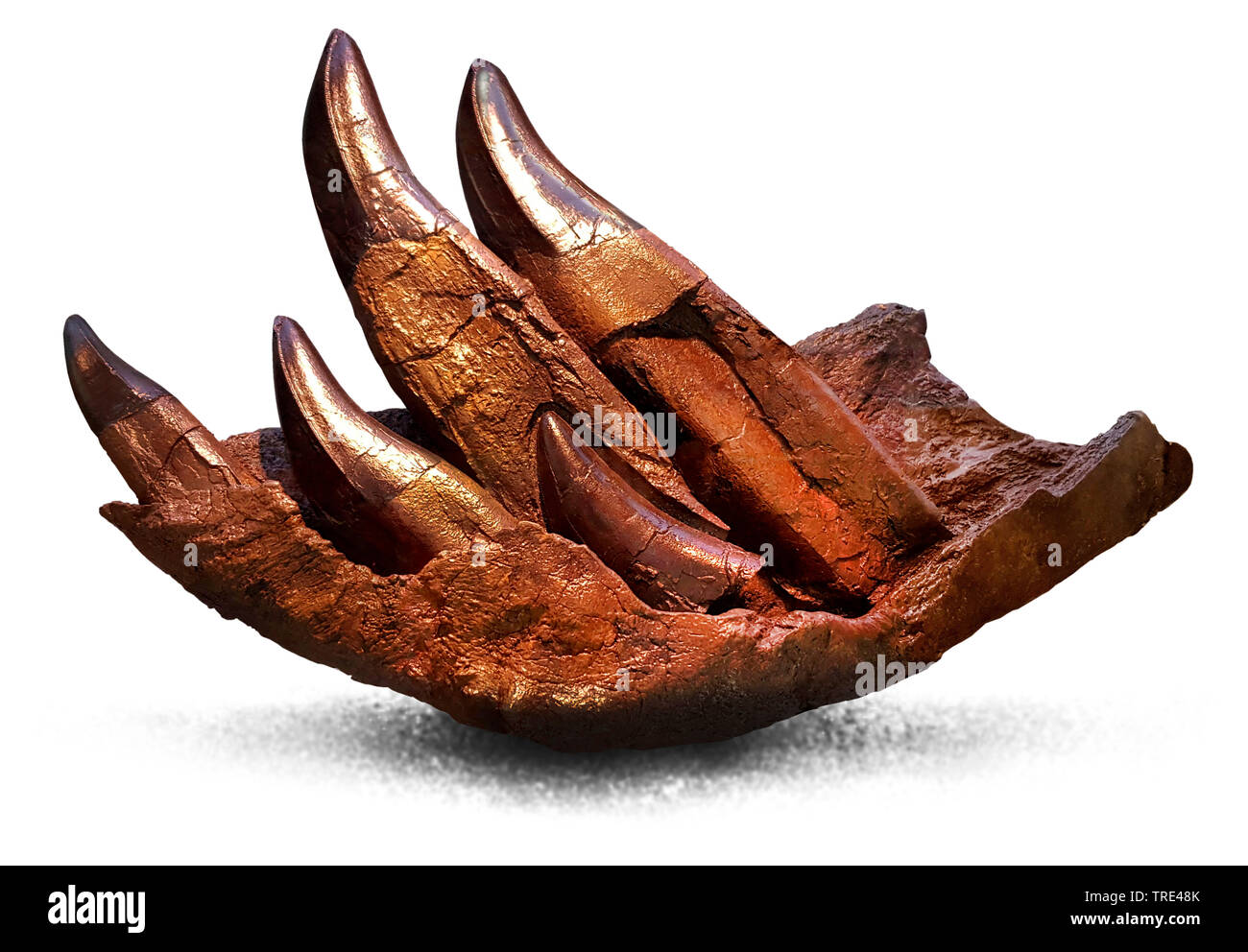 Tyrannosaurus rex, T. rex, T-Rex (Tyrannosaurus rex), mandibolare di un T-Rex Foto Stock