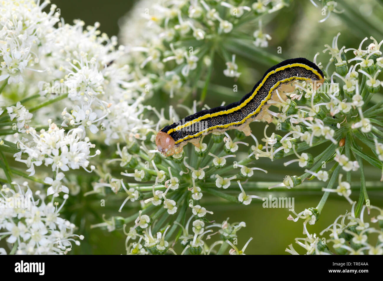 Ginestra tarma (Melanchra pisi, Ceramica pisi), Caterpillar alimentazione su Angelica, Islanda Foto Stock