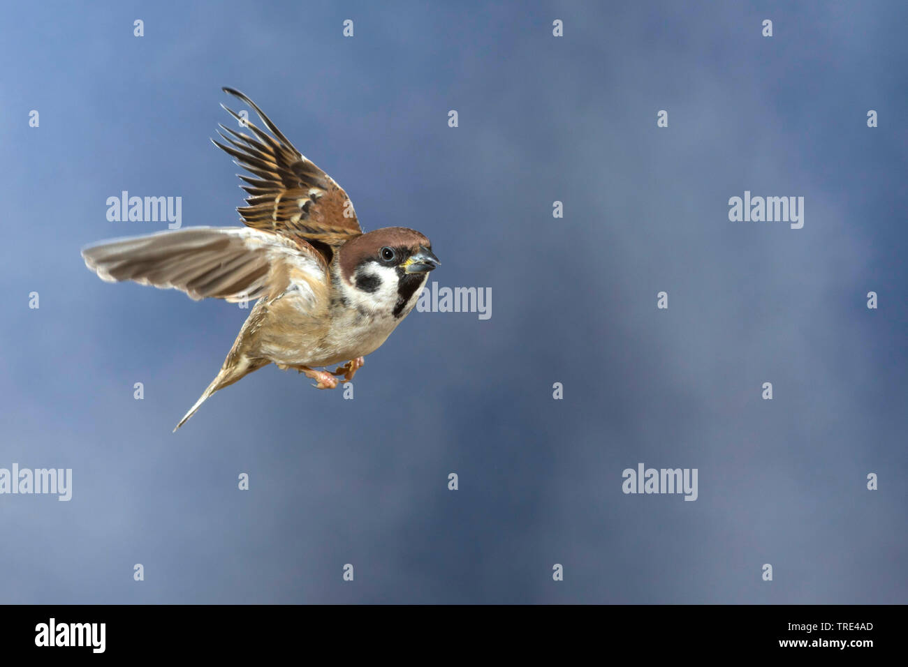 Eurasian tree sparrow (Passer montanus), in volo, fotografie ad alta velocità, Germania Foto Stock