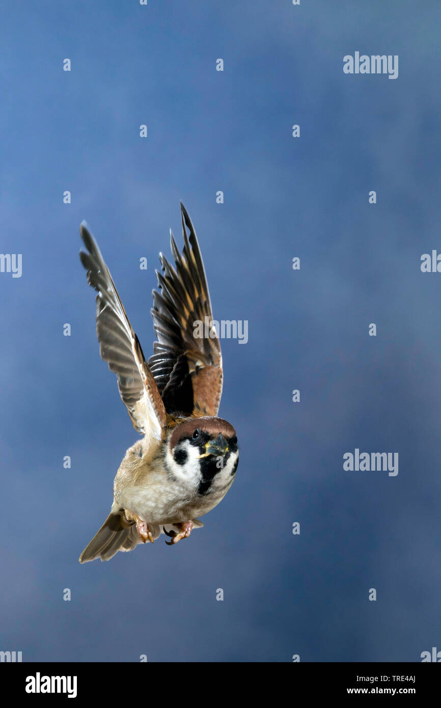 Eurasian tree sparrow (Passer montanus), in volo, fotografie ad alta velocità, Germania Foto Stock