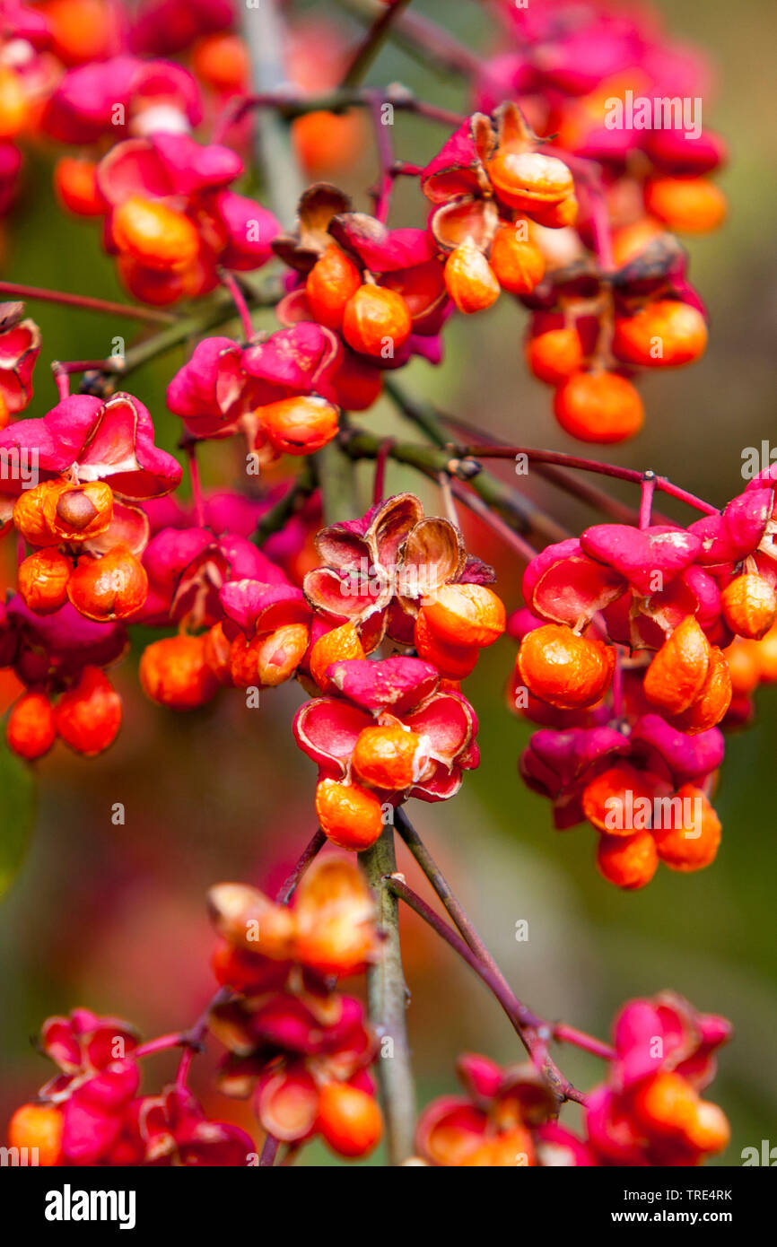 Mandrino europeo-tree (Euonymus europaea, Euonymus europaeus), la fruttificazione, Germania Foto Stock