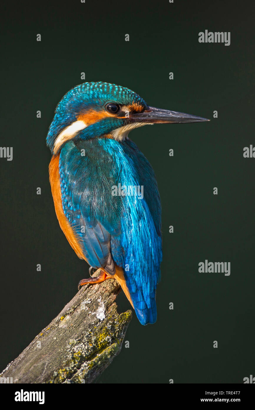 Fiume kingfisher (Alcedo atthis), femmina, Germania Foto Stock