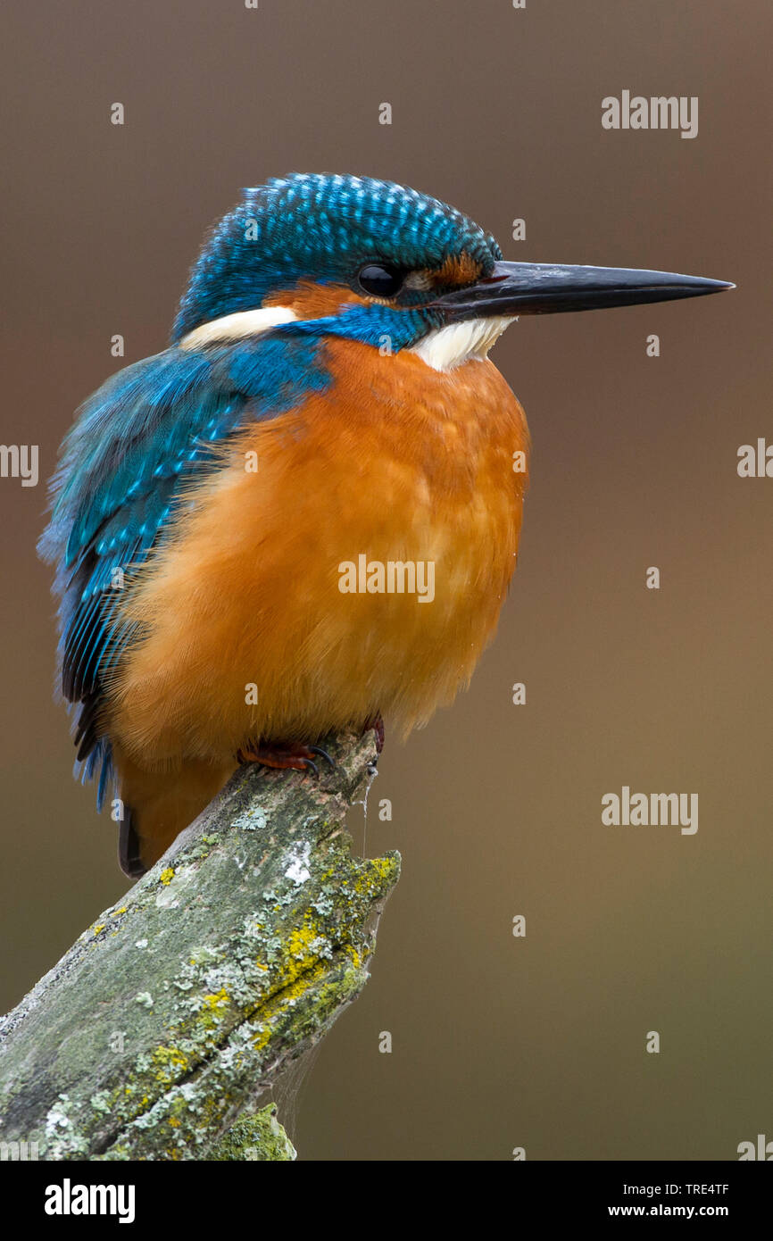 Fiume kingfisher (Alcedo atthis), maschio, Germania Foto Stock