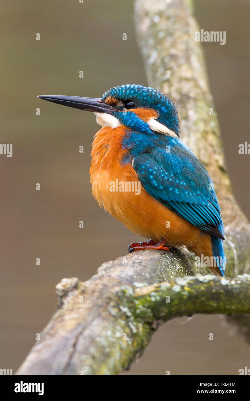 Fiume kingfisher (Alcedo atthis), maschio, Germania Foto Stock