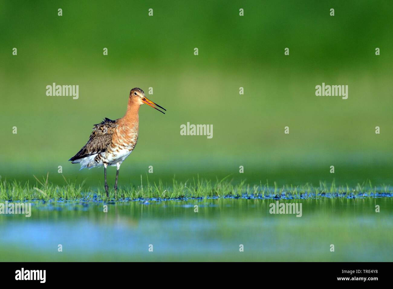 Nero-tailed godwit (Limosa limosa), da the Waterside, Paesi Bassi Foto Stock