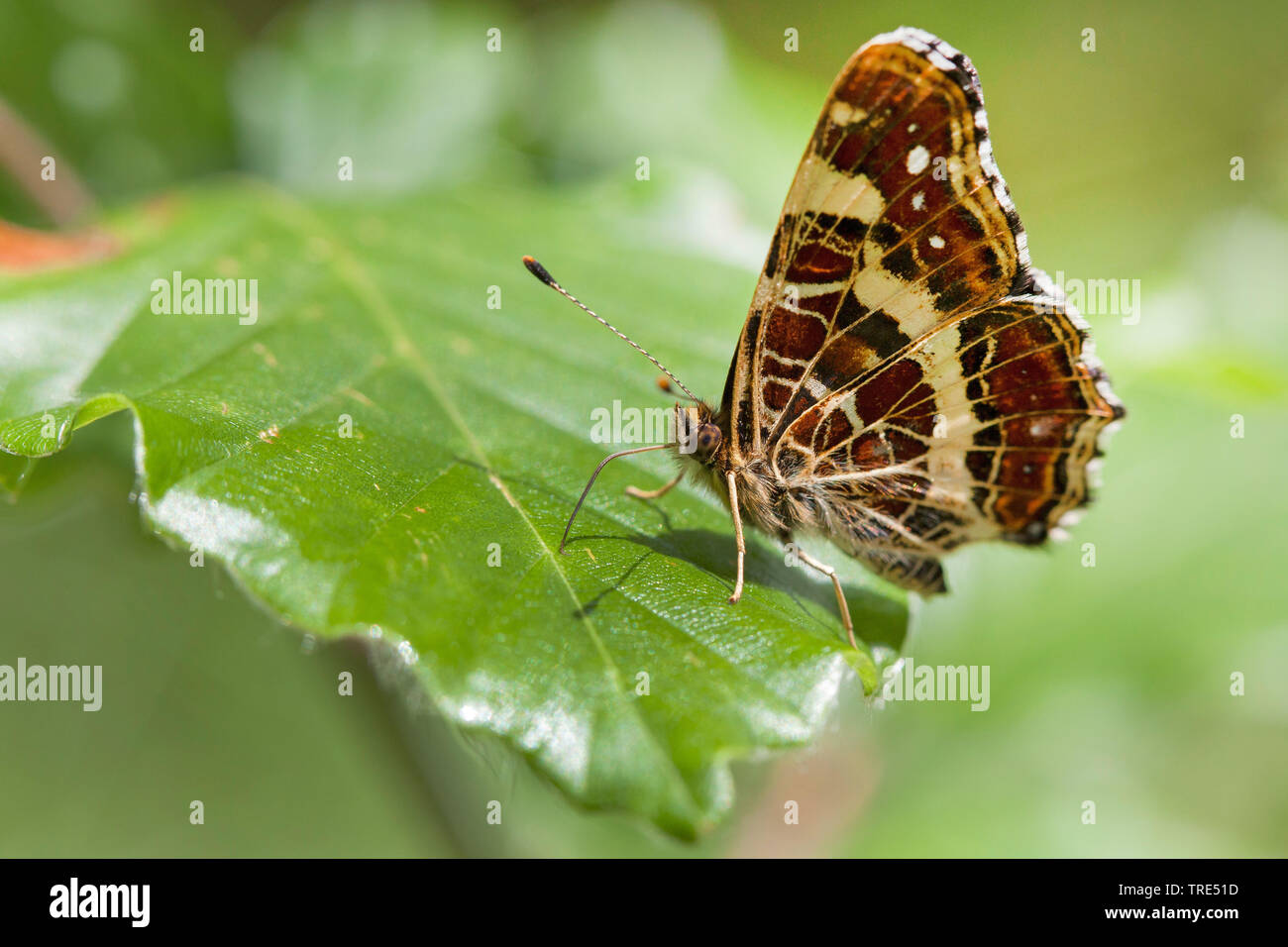 Mappa butterfly, estate forma (Araschnia levana f. prorsa), Sommer formano, in Germania, in Baviera Foto Stock