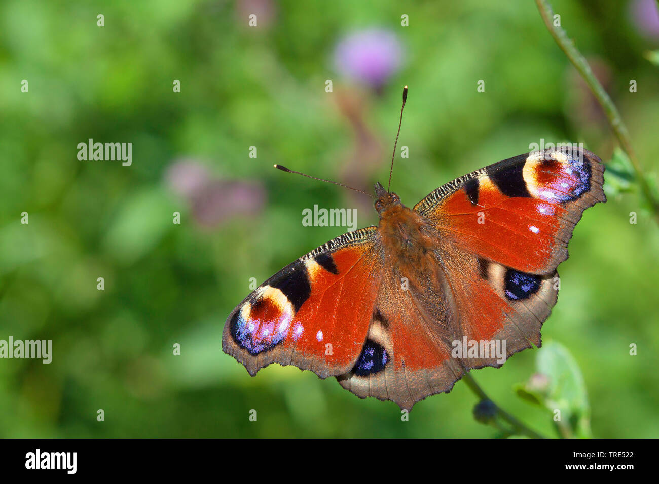 Farfalla Pavone, Europeo Peacock (Inachis io, Nymphalis io, Aglais io), vista dall'alto, Germania Foto Stock