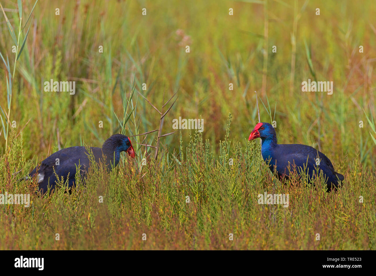 Purple Swamphen (Porphyrio porphyrio), due purple swamphens in un prato, Isole Baleari Spagna, Maiorca Foto Stock