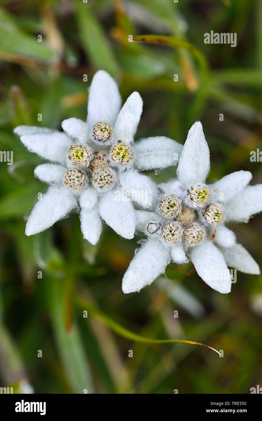 Edelweiss (Leontopodium alpinum, Leontopodium nivale), fioritura, Austria Foto Stock