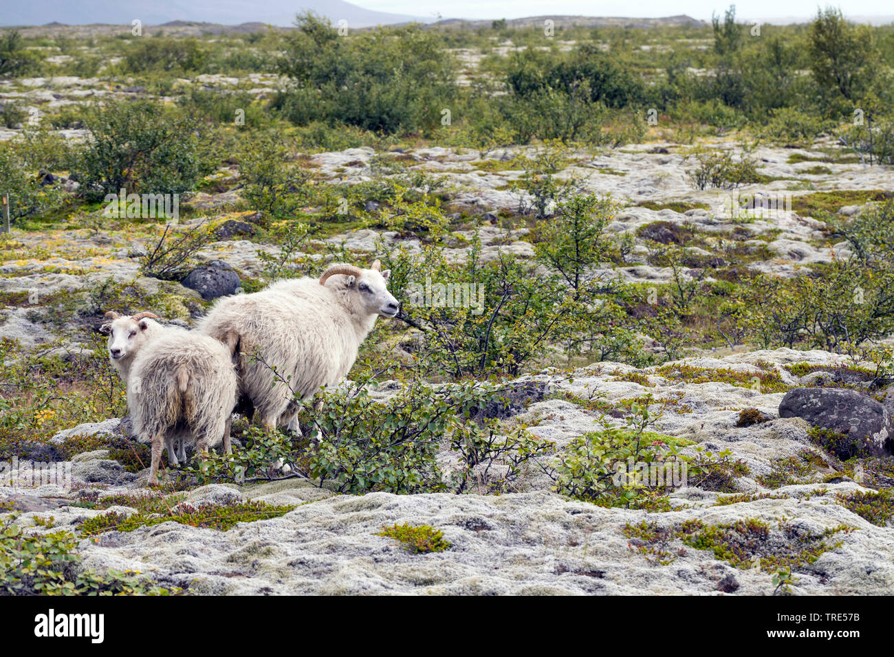 Icelandic Sheep (Ovis ammon f. aries), due pecore nel tipico paesaggio islandese, Islanda Foto Stock