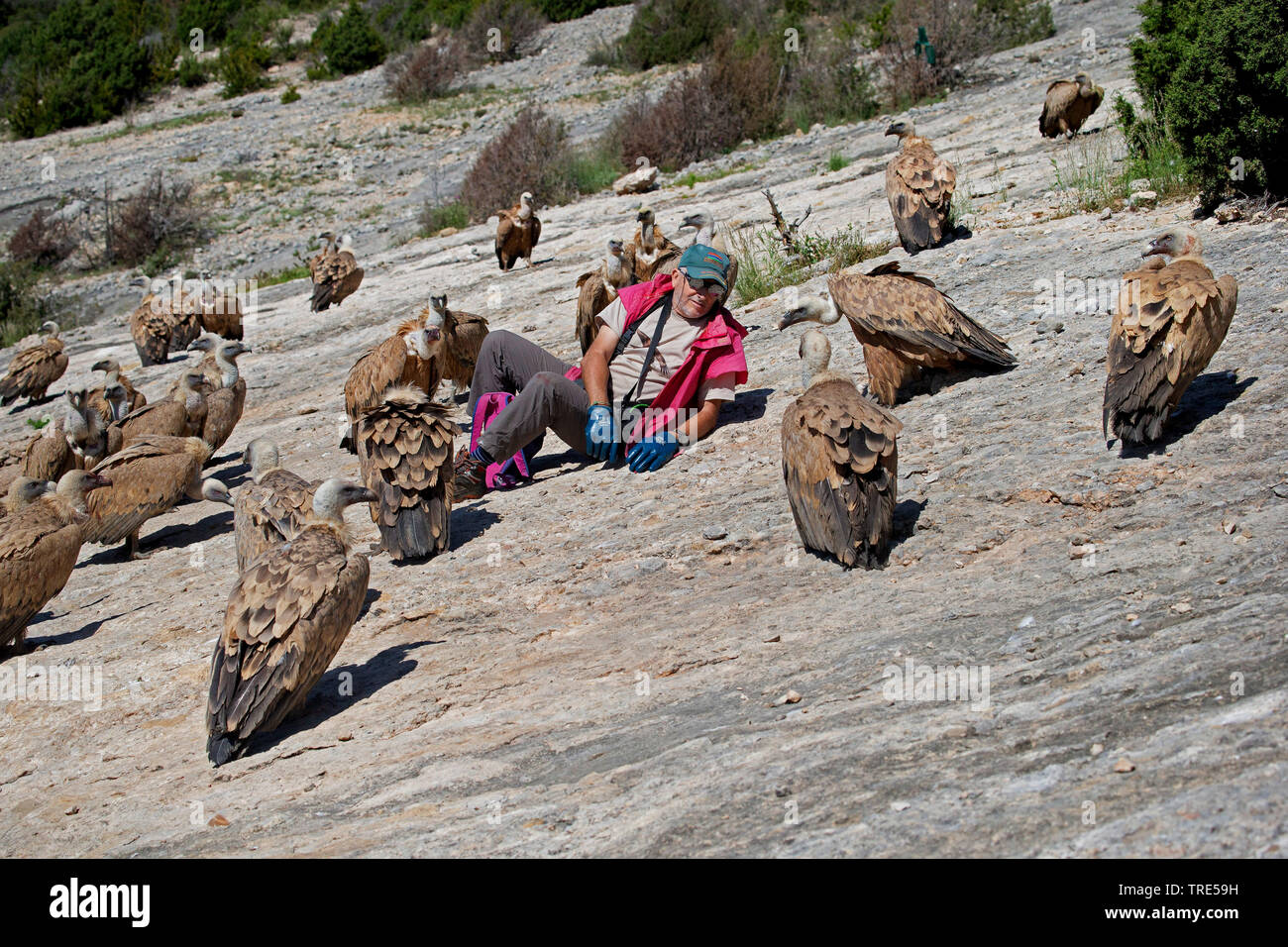 Grifone (Gyps fulvus), l'uomo con diversi grifoni su una roccia, Spagna Aragona, Sierra y canones de Guara Foto Stock