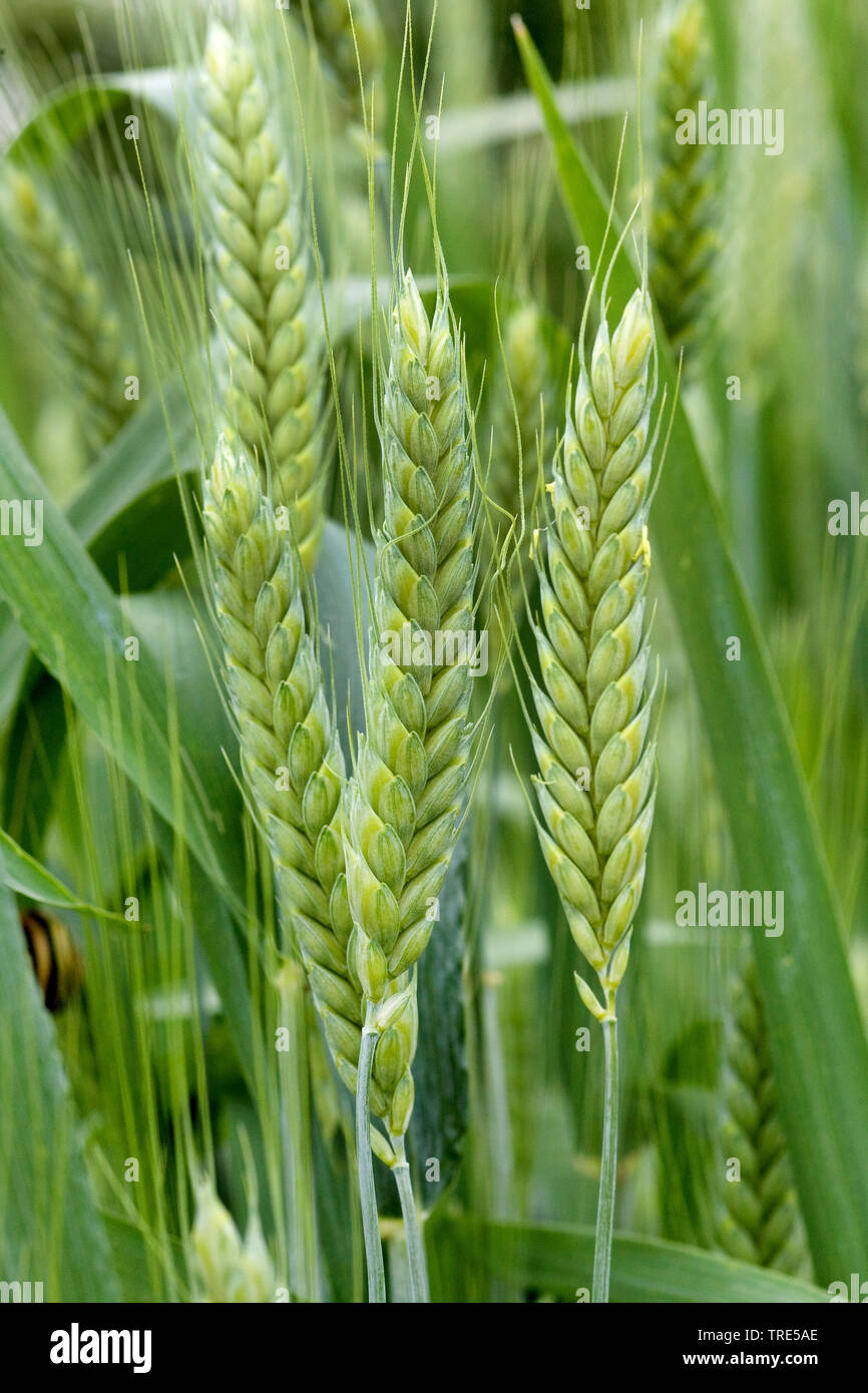 Coltivate Emmer (Triticum turgidum ssp. dicoccon, Triticum dicoccon), spike, Germania Foto Stock