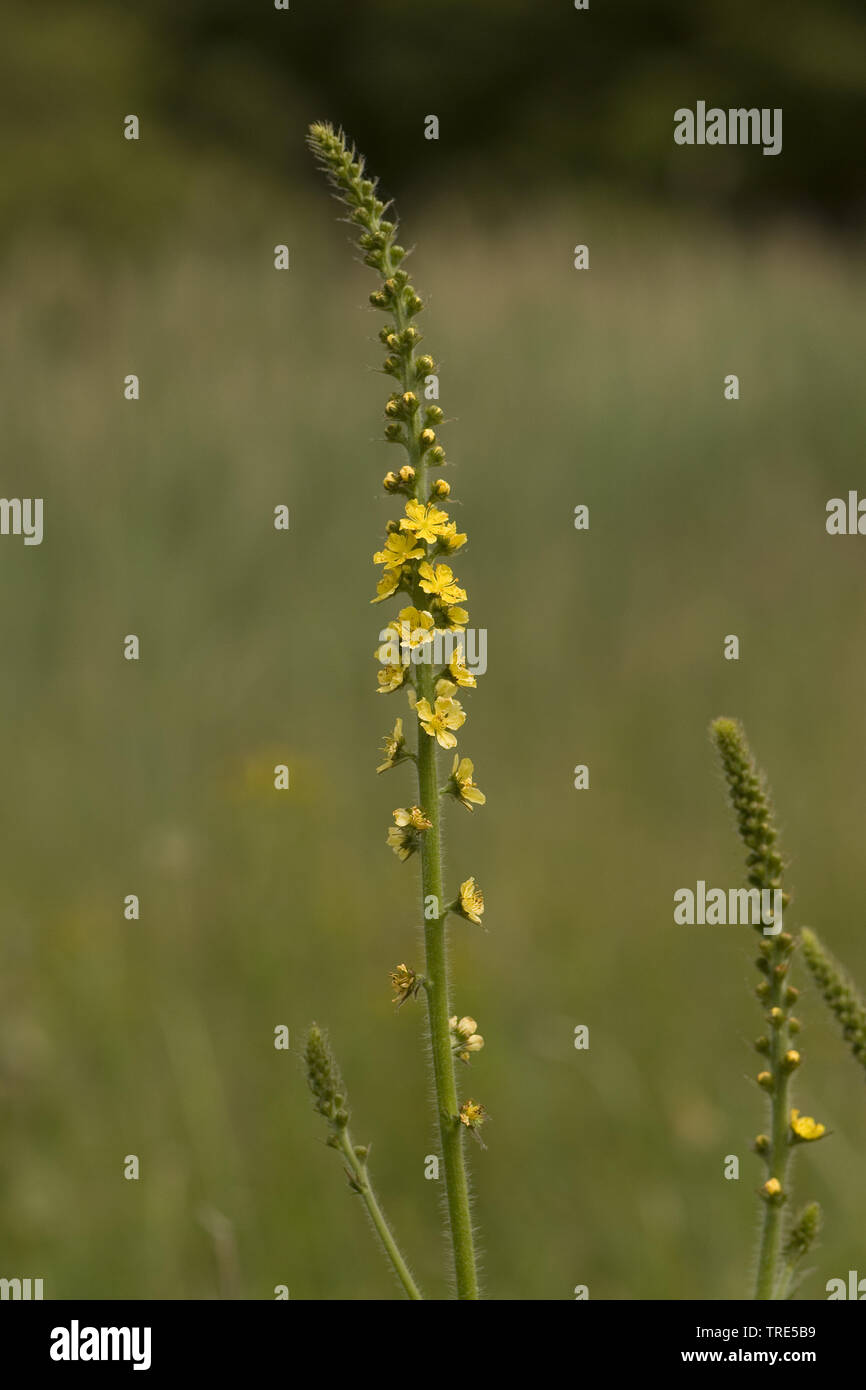 Agrimony comune, europea groovebur (Agrimonia eupatoria), fioritura, Paesi Bassi Olanda meridionale Foto Stock