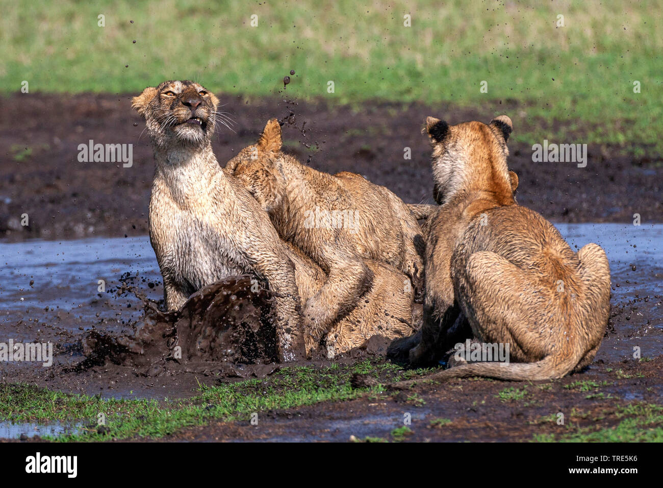 Lion (Panthera leo), lion cubs scuffling in un foro di fango, Kenia Masai Mara National Park Foto Stock
