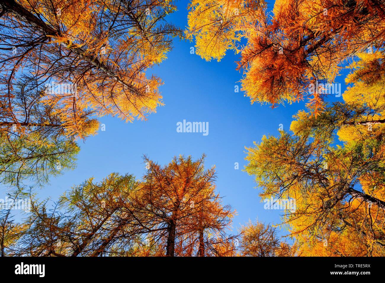 Larice comune, EUROPEE Larice (Larix decidua, Larix europaea), vista in alle corone di un bosco di larici in autunno, Svizzera Vallese Foto Stock